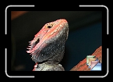 Reptiles & Amphibians * (6 Slides)